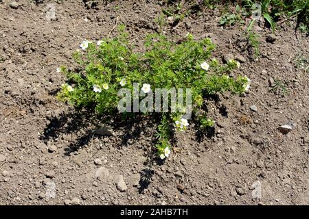 Montpellier cistus oder Cistus monspeliensis cistrose Strauch Pflanze mit weißen Blüten und immergrüne Blätter mit haarigen glanduläre klebriger Textur Stockfoto