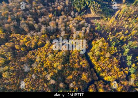 Luftbild, herbstliche Nadelwald, laubbaum im Herbst, Wald, bunten Mischwald bei Ackermanns Weg, Arnsberg, Sauerland, Nordrhein-Westfalen Stockfoto