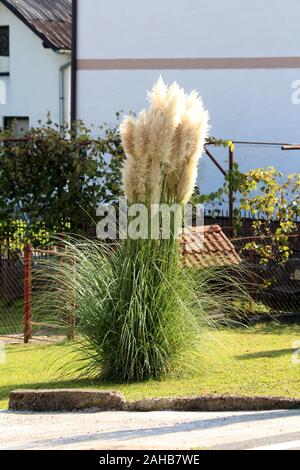 Hohe schmale Pampas Gras oder Cortaderia selloana mehrjährig blühende
