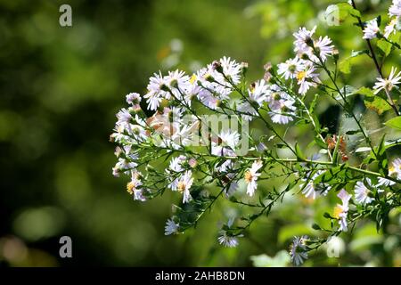 Panicled aster oder Symphyotrichum Tupa oder hohe Weiße aster oder Östliche Linie aster oder Lance leaf Aster oder schmale Blätter Michaelmas daisy Stockfoto