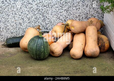 Stapel frisch gepflückte Butternut Squash oder Cucurbita moschata oder Butternut Kürbis oder Gramma Winterkürbisse und verschiedene Kürbisse Stockfoto