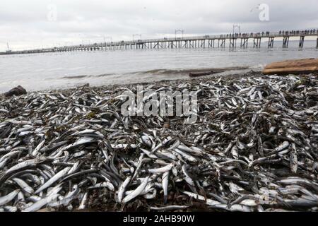 White Rock, Kanada. 27 Dez, 2019. Unzählige tote Fische sind entlang der Küste in der White Rock Beach in White Rock gesehen, südlich von Vancouver, Kanada, am 04.12.27., 2019. Hunderttausende von winzigen Fisch gewaschen bis zu der Küste am White Rock Beach kürzlich, die Massen von Vögeln, Seelöwen und Seehunde über für Nahrung zu kommen, und verursachen auch einen Zustrom von Touristen. (Foto von Liang Sen/Xinhua) Quelle: Xinhua/Alamy leben Nachrichten Stockfoto