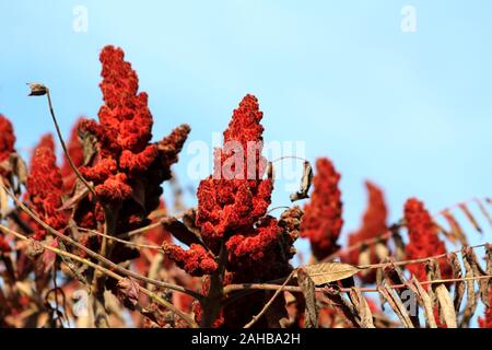 Staghorn sumac oder Rhus typhina zweihäusig Laubbaum mit Reihen von Dunkelrot dichten konisch geformte Blüten und trocken Braun shriveled Alternative pinnately Stockfoto