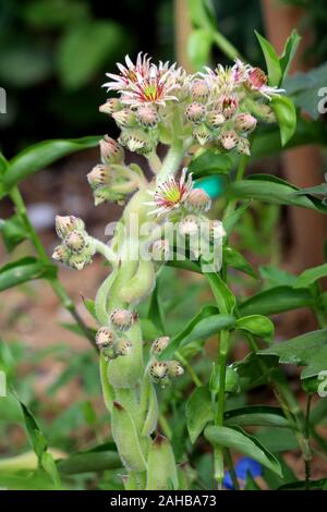 Sedum oder Mauerpfeffer winterharte Sukkulenten Bodendecker Stauden