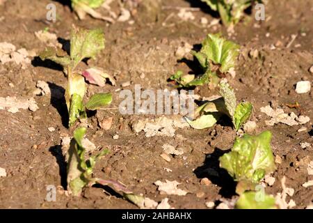 Zwei Reihen von jungen grünen und teilweise Dunkelrot Salat- Lactuca sativa jährlichen organischen Pflanzen angepflanzt in zwei Zeilen in lokalen Home Garten Stockfoto