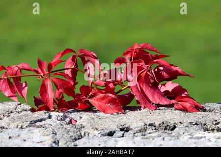 Virginia Creeper oder Parthenocissus Subtomentosa oder Victoria Kriechgang oder Fünf leaved Efeu oder fünf Finger prolific laubabwerfende Kletterpflanze Pflanzen Stockfoto