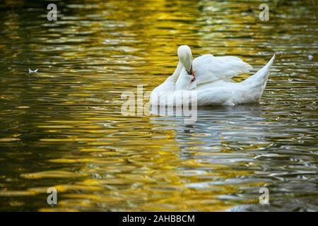 Höckerschwan (Cygnus olor) auf einem See, Gijón, Asturien, Spanien. Stockfoto