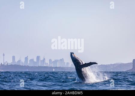 Buckelwal aus Verletzung von Sydney Heads mit Sydney CBD Skyline im Hintergrund, Sydney, Australien Stockfoto