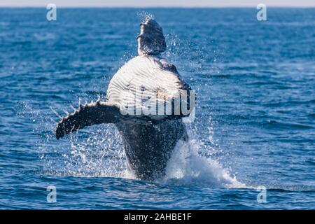 Juvenile Buckelwal gegen Kopf auf Ansicht, Sydney, Australien Stockfoto