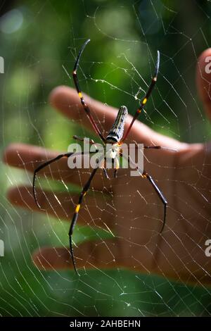 Große Spinne in Web, Luang Prabang, Laos Stockfoto