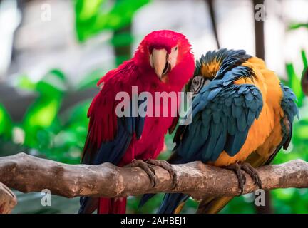 Der hellrote Ara und Blauer ara Blue throated Ara auf Barsch Stockfoto