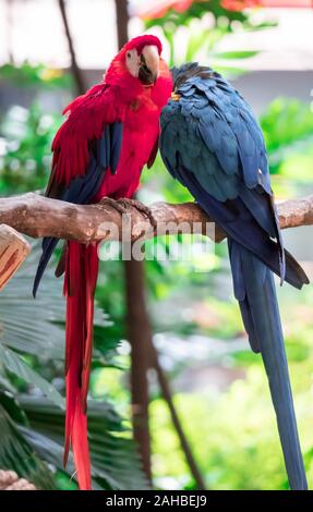 Der hellrote Ara - Ara macao, große schöne bunte Papagei aus Mittelamerika Wälder, Costa Rica Stockfoto