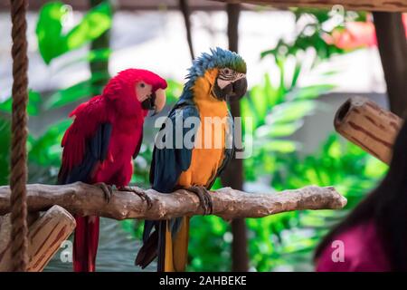 Der hellrote Ara und Blauer ara Blue throated Ara auf Barsch Stockfoto