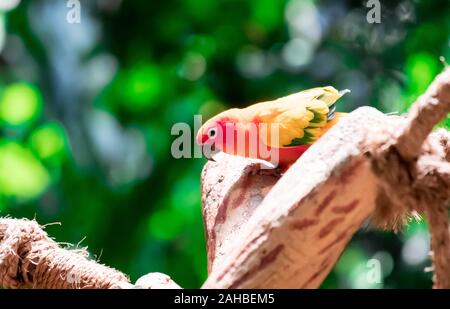 Die wunderschöne Papageien, Sittiche auf Ast Stockfoto