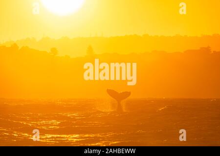 Buckelwal Schwanz slapping aus Manly Beach, Sydney, Australien Stockfoto