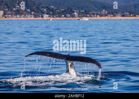 Buckelwal Tieftauchen mit Wasser Spuren seines Schwanzes in gläsernen Wassers ruhigen Bedingungen aus nördlichen Strände von Sydney, Sydney, Australien Stockfoto