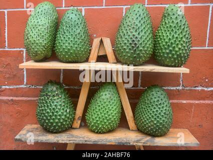 Riesige soursop (guanábana), Medellin, Kolumbien Stockfoto