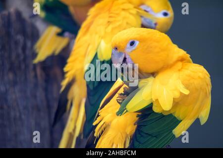 Eine schöne Sonne sittiche Papageien Vögel auf den Barsch. Herde von bunten Sun sittiche Papageien Vögel Interaktion. Stockfoto