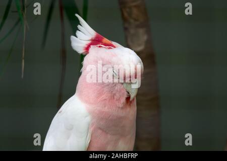 Ein Rosa Papagei Kopf Nahaufnahme. Cacatua leadbeateri Lophochroa. Major Mitchell's Cockatoo. Lophocroa leadbeateri Stockfoto