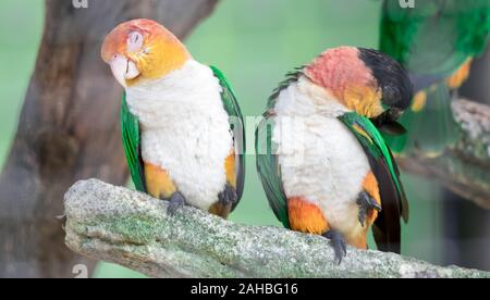 Paar Boot segelt, weiße bauchige, Pionites leucogaster, 7-color Parrot Stockfoto