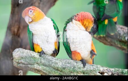 Paar Boot segelt, weiße bauchige, Pionites leucogaster, 7-color Parrot Stockfoto