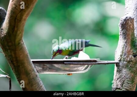 Ein Smaragd starling (Lamprotornis Iris) auch als Iris glossy Starling bekannt. Es ist in Westafrika in den Niederungen und Savanne von Cte d'Ivo gefunden Stockfoto