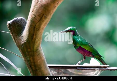 Ein Smaragd starling (Lamprotornis Iris) auch als Iris glossy Starling bekannt. Es ist in Westafrika in den Niederungen und Savanne von Cte d'Ivo gefunden Stockfoto