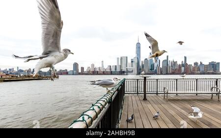 New York, USA, 27. Dezember 2019. Möwen fliegen über den Hudson River gegen die Skyline von Lower Manhattan in New York City. Credit: Enrique Ufer/Alam Stockfoto