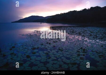 Crododile geformte Berg während purple Sunset mit Meer rose Pflanzen am See Itza, El Remate, Peten, Guatemala Stockfoto