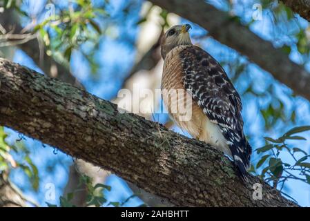 Schöne rote Schultern Hawk (Buteo lineatus) in der Nähe von Lake Minneola in Clermont, Florida. (USA) Stockfoto