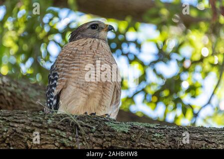Schöne rote Schultern Hawk (Buteo lineatus) in der Nähe von Lake Minneola in Clermont, Florida. (USA) Stockfoto