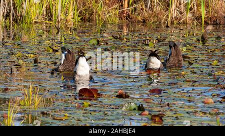 Vier Kanadagänse tummeln sich in einem Seerosenteich um Nahrung. Das Broadmoor Wildlife Sanctuary von Mass Audubon. Natick, MA, USA. Stockfoto