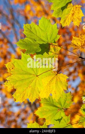 Lebendige Farben der Zucker Ahornblätter wechselnden Farbe, mit Schattierungen von Limette und Gelb. Palmatblätter aus der Nähe. Broadmoor Wildlife Sanctuary, MA, USA Stockfoto