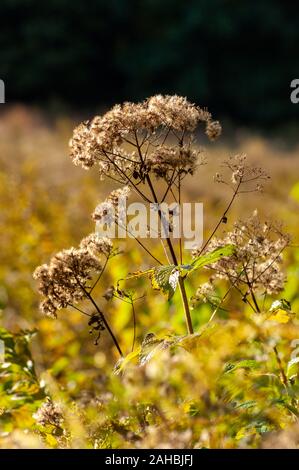 Joe-Pye Weed (Eupatorium pureum) im Herbst. Nahaufnahme des getrockneten Blütenstandes mit Saatköpfen. Broadmoor Wildlife Sanctuary. Natick, MA, USA Stockfoto