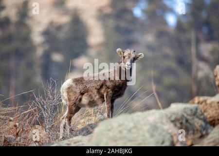 Jugendkriminalität rocky mountain Bighorn Schafe (Ovis canadensis) Colorado, USA 2019 Stockfoto