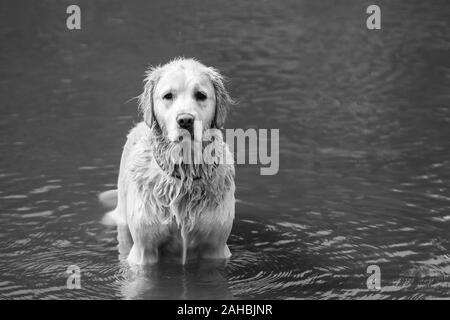 Schwarze und weiße langhaarige Labrador Hund glücklich auf dem Wasser tropft aus seinem Fell in British Columbia River. Stockfoto