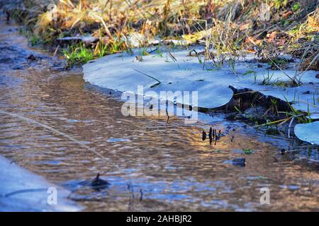 Ice Shelf formation in Wald fliessenden Strom um Stein, Schlamm und Flora mit Moos auf Winter Morgen in den Rocky Mountains rund um Rose Canyon Stockfoto