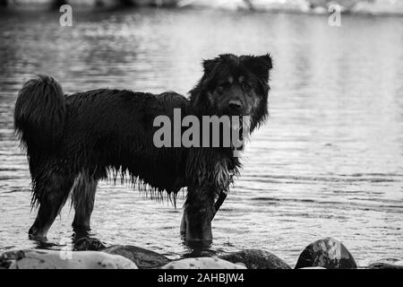 Nahaufnahme der Border Collie Hund wie Spielen im Wasser Spaß spielen in den Fluss mit seinem schwarzen Haar nass Stockfoto