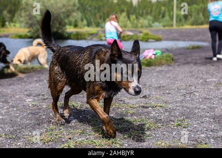 Close-up niedrigen Schuß eines niedlichen Mischling Hund über den Sand in Richtung zu seinem Besitzer, die auf dem Ufer in Britisch-Kolumbien Stockfoto