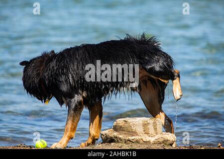 Hund ähnlich der Terrier Deutscher Schäferhund Spielen im Wasser Spaß spielen in den Fluss mit seinen nassen schwarzen Fell mit Kugel Stockfoto