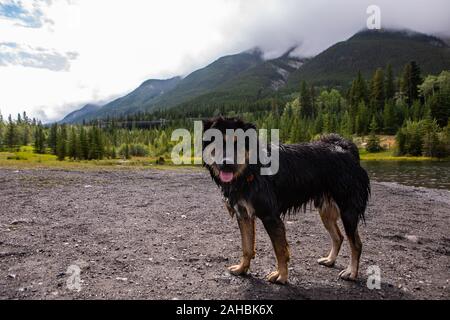 Nahaufnahme der ähnlichen Hund Australian Shepherd stehend auf dem Gras Spaß spielen in den Fluss mit seinen schwarzen Fell in Wasser gebadet Stockfoto