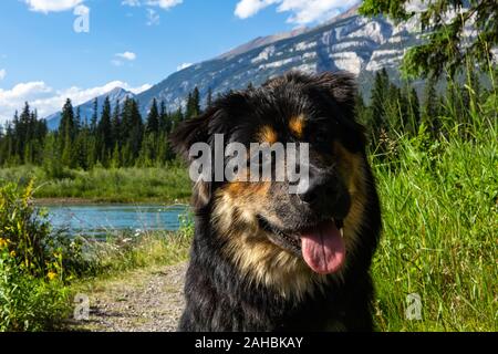 Langhaarige Deutsche Schäferhund an der Kamera sitzt auf dem Gras suchen. Mit vorsichtigen Blick in der Wiese in den Bergen, mit den Bergen im Hintergrund Stockfoto
