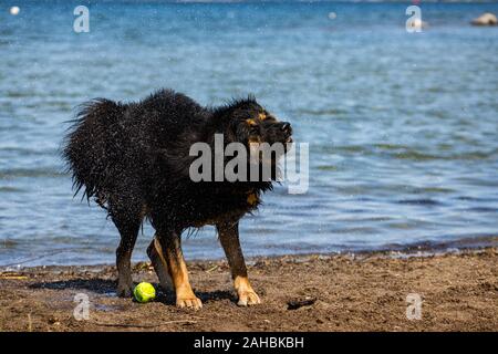 Süßer Hund Rasse ähnlich der Australian Shepherd am Ufer der Lagune mit seinem Ball warten auf jemanden, der ihm zu spielen Stockfoto