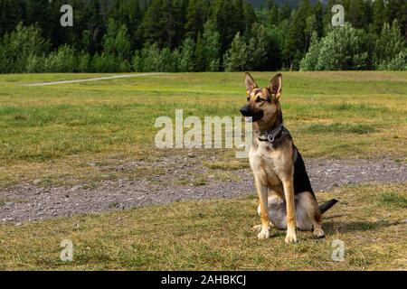 Hunderasse ähnlich dem Deutschen Schäferhund sitzend in einer Wiese mit einem aufmerksamen Blick auf seinen Master und wartet auf seine Bestellungen Stockfoto