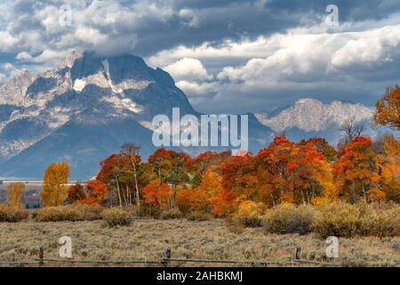 Herbstlaub im Grand Teton National Park, Wyoming Stockfoto