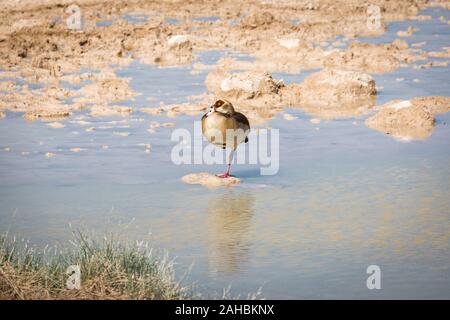 Nilgans (Alopochen Aegyptiaca) Stehen auf einem Bein auf einem Stein in einem Wasserloch, Namibia Stockfoto