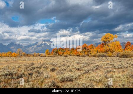 Herbstlaub im Grand Teton National Park, Wyoming Stockfoto