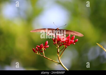 Rote Blumen Makro im Sommer Frühling Feld auf Hintergrund blauer Himmel mit Sonnenschein und einem fliegenden Schmetterling, Natur Panoramablick. Dinesh Kumar Stockfoto