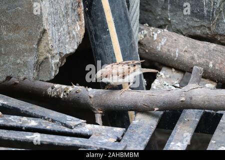 Haussperling sitzen auf und außerhalb. Urban Vögel. Feldsperling. Stockfoto
