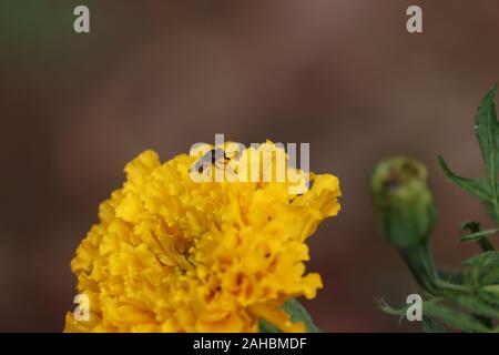 Honey Bee (fliegen) Pollen sammeln auf gelben Ringelblumen Blume gegen verschwommenen Hintergrund Stockfoto